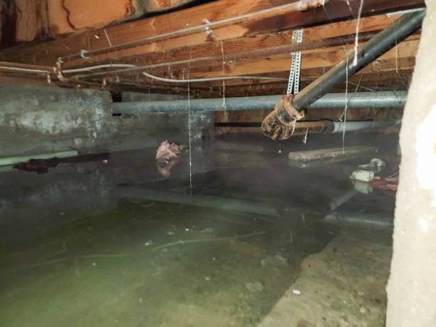 Best Carpet water damage restoration  in Sierra Vista, AZ